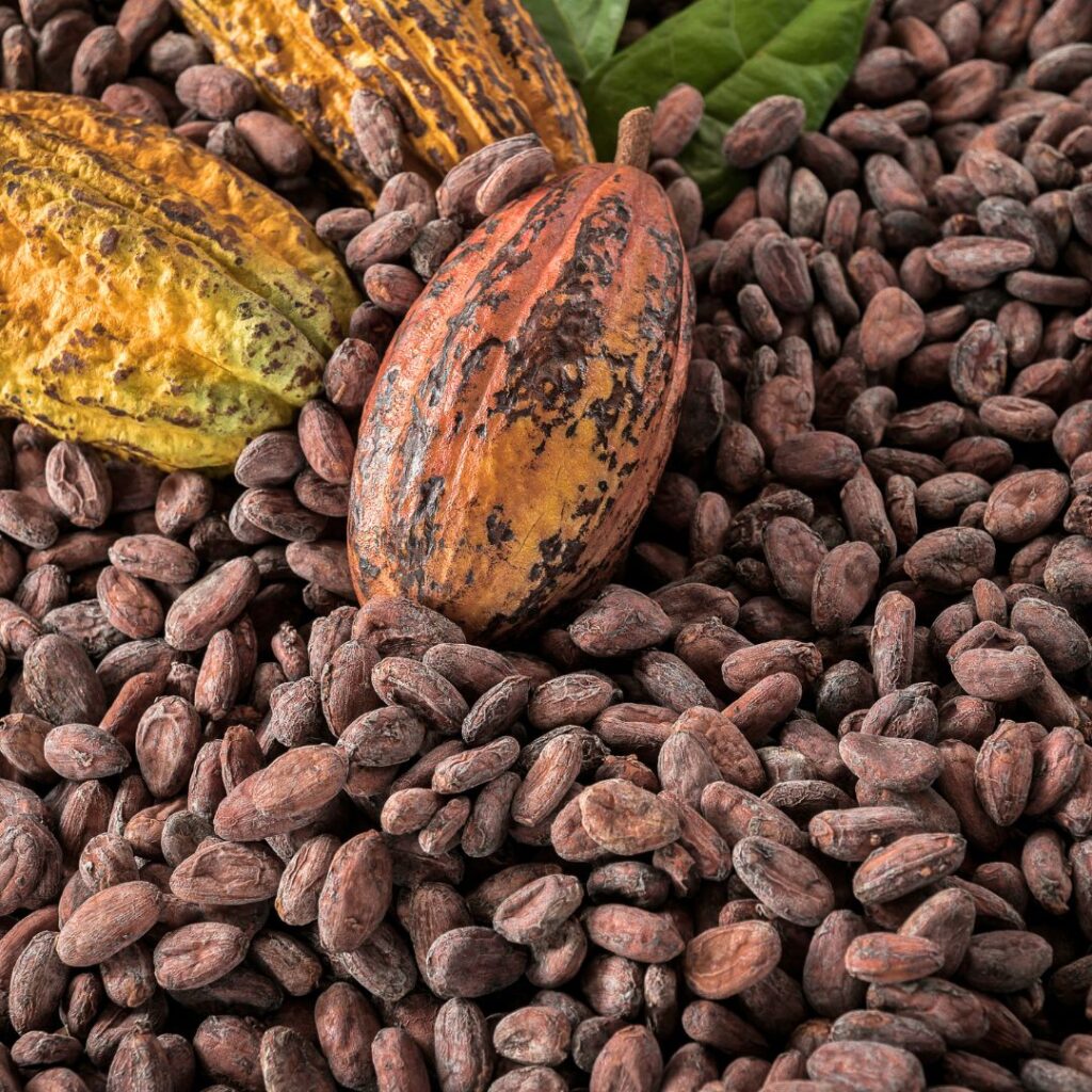 chocolate