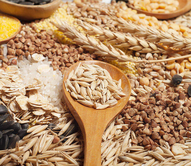 MAIZE AND CEREALS
